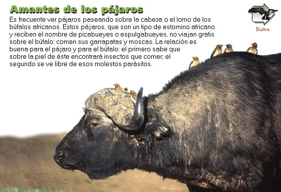 Amantes de los pájaros
