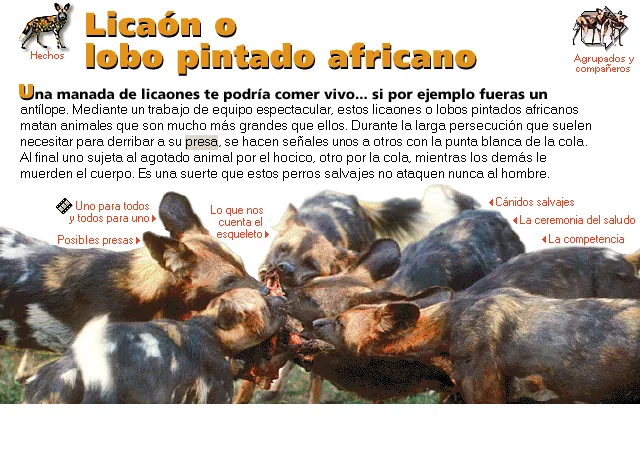 Licaón o lobo pintado africano