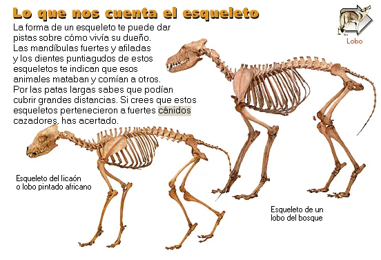 Lo que nos cuenta el esqueleto