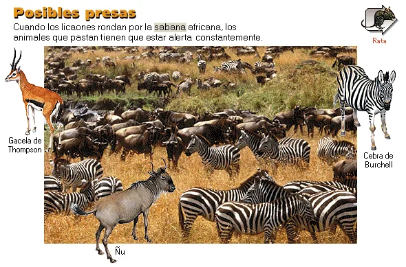 Posibles presas