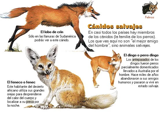 Cánidos salvajes