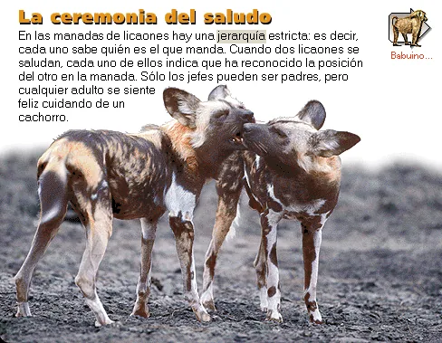 La ceremonia del saludo
