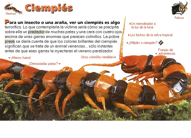 Ciempiés
