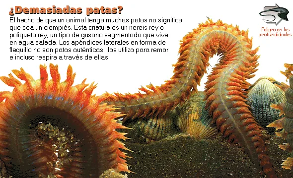 ¿Demasiadas patas?