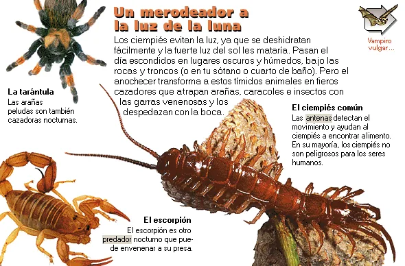 Un merodeador a la luz de la luna