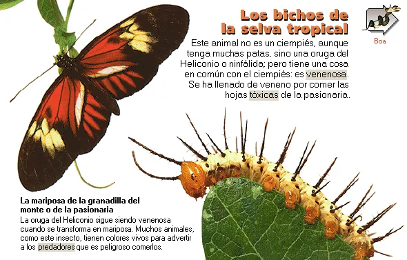 Los bichos de la selva tropical
