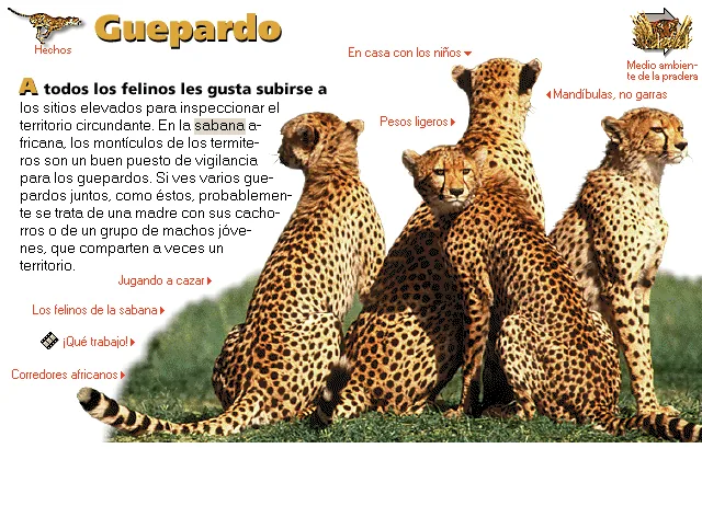 Guepardo