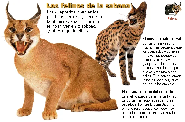 Los felinos de la sabana