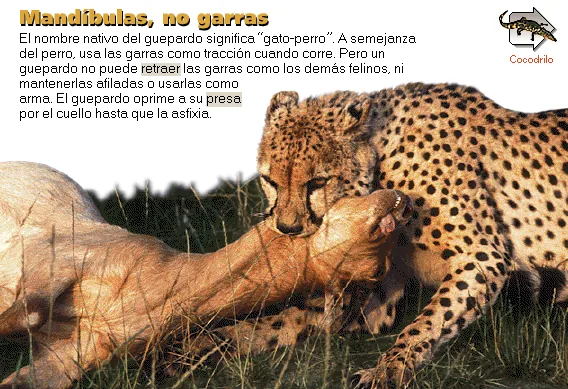 Mandíbulas, no garras