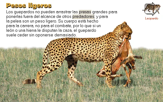 Pesos ligeros