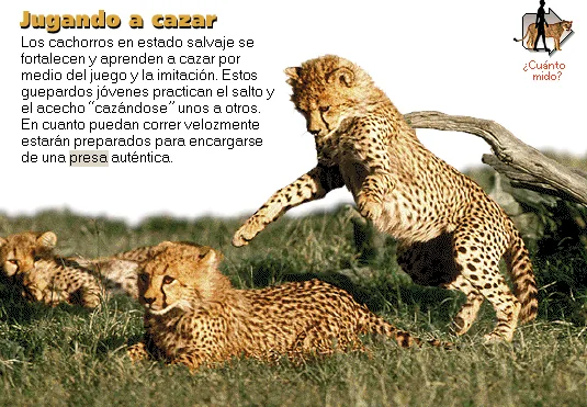 Jugando a cazar