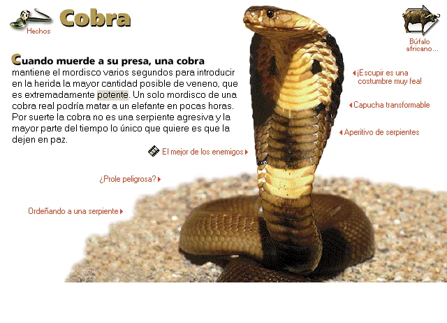 Cobra
