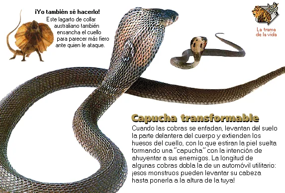 Capucha transformable
