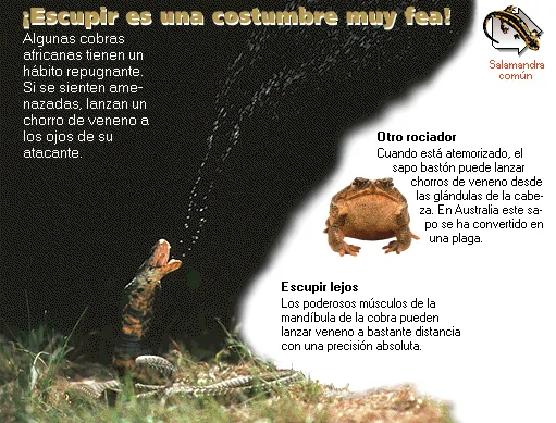 ¡Escupir es una costumbre muy fea!