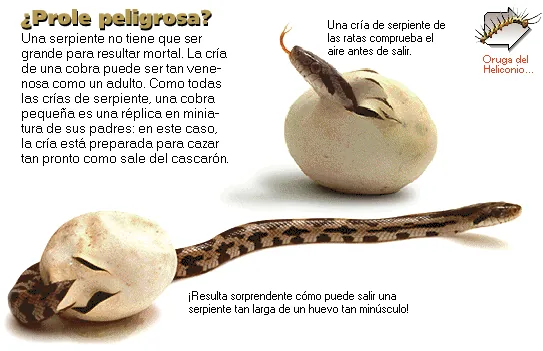 ¿Prole peligrosa?