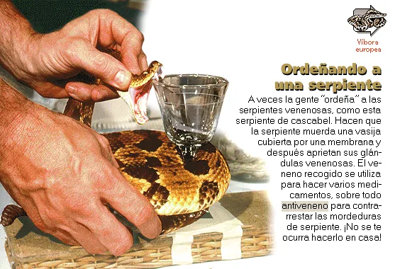 Ordeñando a una serpiente