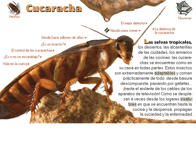 Cucaracha