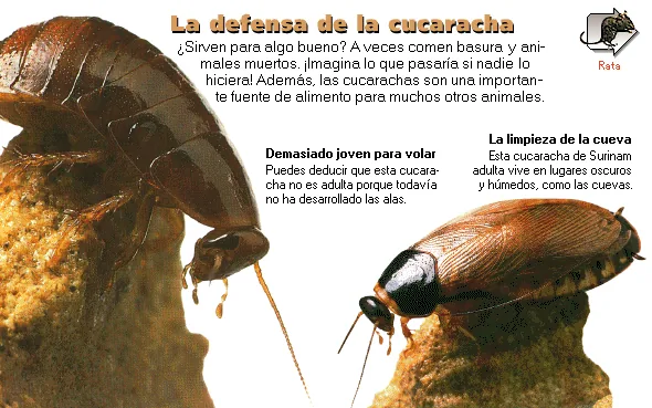 La defensa de la cucaracha
