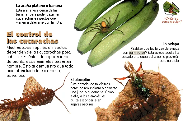 El control de las cucarachas
