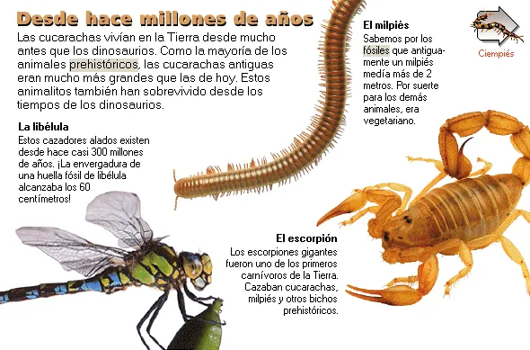 Desde hace millones de años