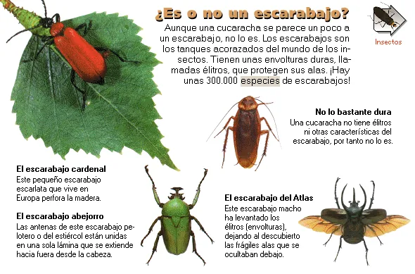 ¿Es o no un escarabajo?