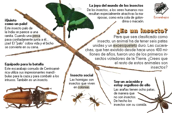 ¿Es un insecto?