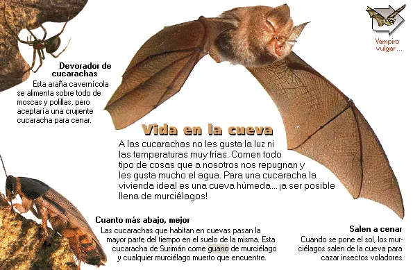 Vida en la cueva