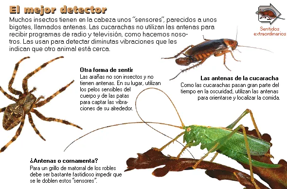 El mejor detector