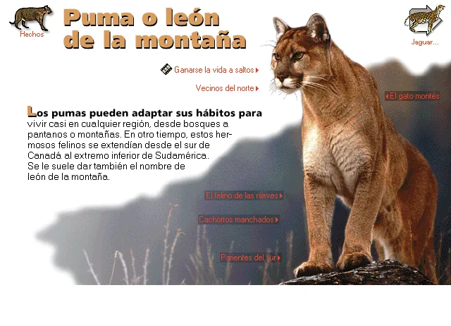 Puma o león de la montaña