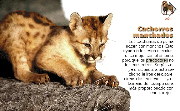 Cachorros manchados