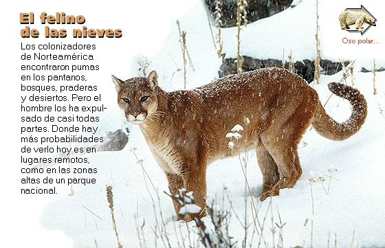 El felino de las nieves