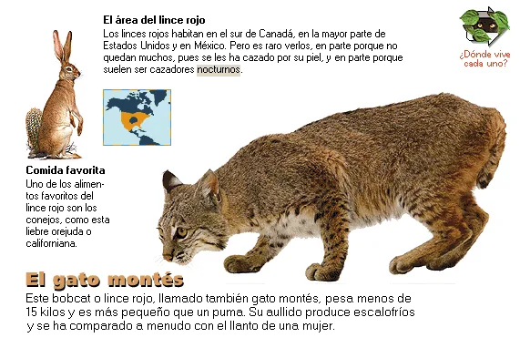 El gato montés