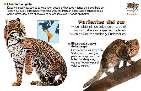 Parientes del sur