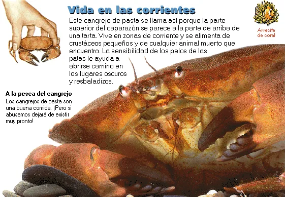 Vida en las corrientes
