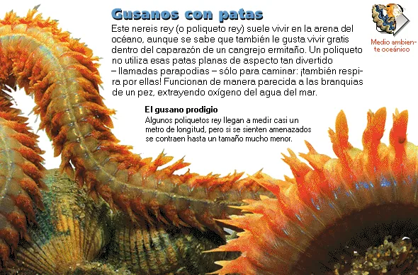 Gusanos con patas