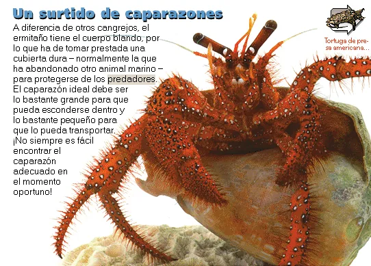 Un surtido de caparazones