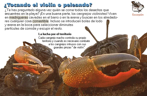 ¿Tocando el violín o peleando?