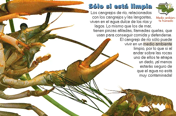 Sólo si está limpia