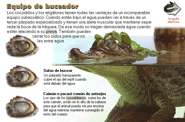 Equipo de buceador