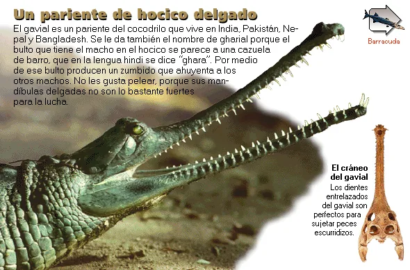 Un pariente de hocico delgado