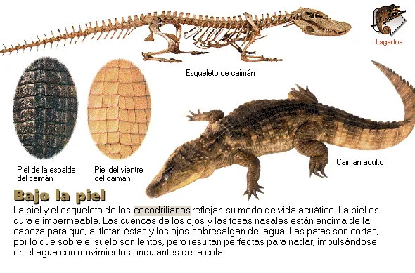 Bajo la piel