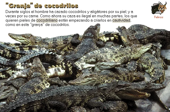 "Granja" de cocodrilos