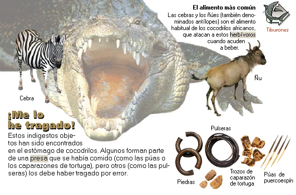 ¡Me lo he tragado!
