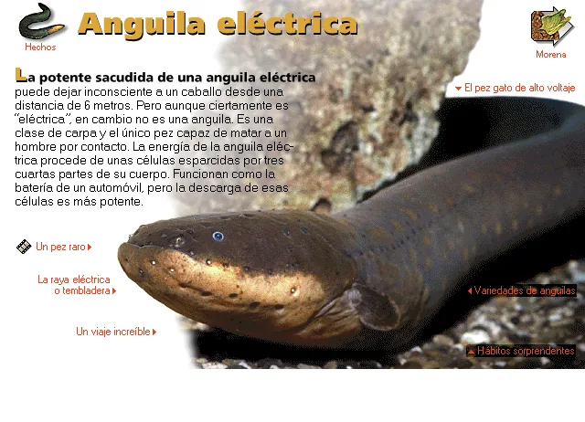 Anguila eléctrica