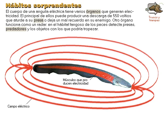 Hábitos sorprendentes
