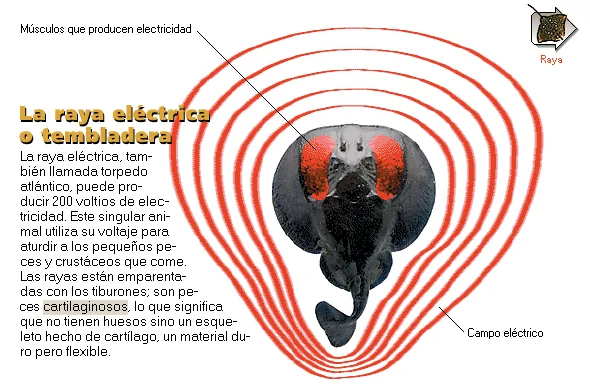 La raya eléctrica o tembladera
