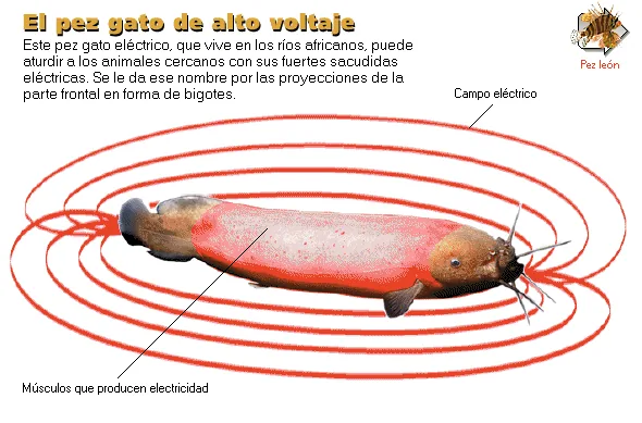 El pez gato de alto voltaje