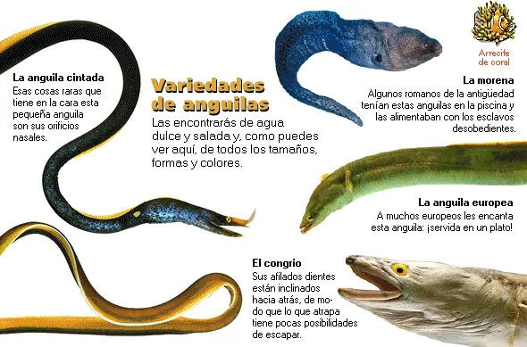 Variedades de anguilas