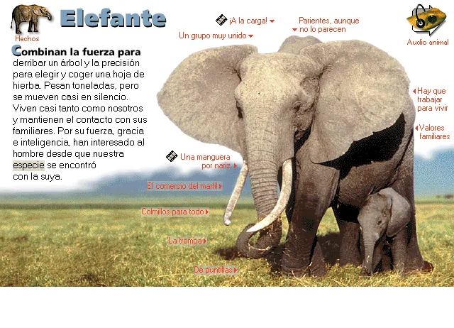 Elefante