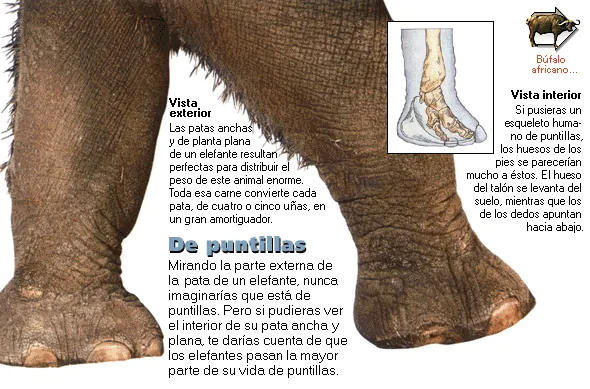 De puntillas